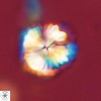 Bomolithus dydimolofous 70582