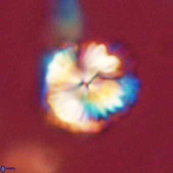 Bomolithus dydimolofous 70583