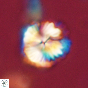 Bomolithus dydimolofous 70583
