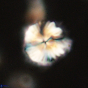 Bomolithus dydimolofous 70584