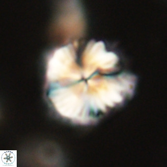 Bomolithus dydimolofous 70584