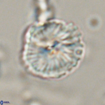 Bomolithus dydimolofous 70585