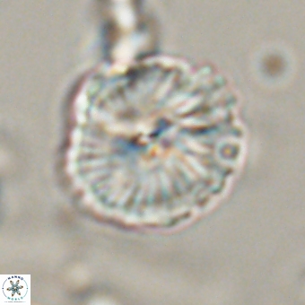 Bomolithus dydimolofous 70585