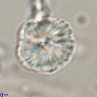 Bomolithus dydimolofous 70586