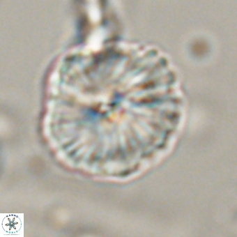 Bomolithus dydimolofous 70586