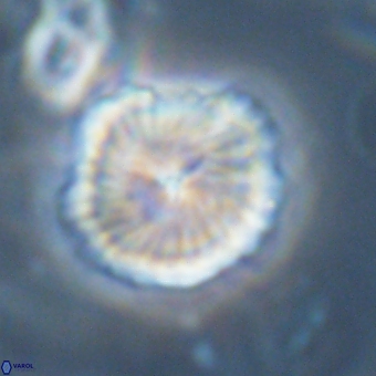 Bomolithus dydimolofous 70587