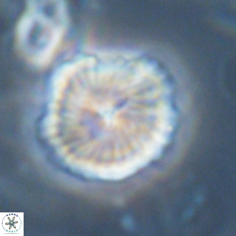 Bomolithus dydimolofous 70587