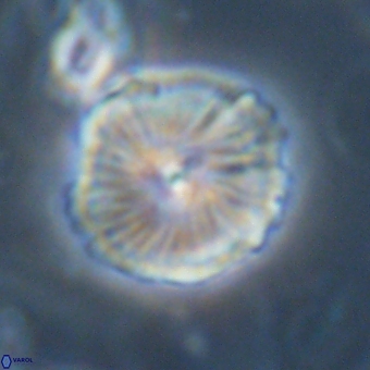 Bomolithus dydimolofous 70589