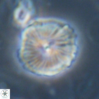 Bomolithus dydimolofous 70589