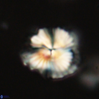 Bomolithus dydimolofous 70590