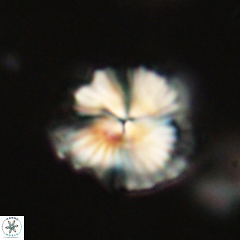 Bomolithus dydimolofous 70590