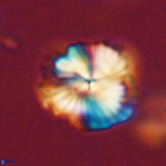 Bomolithus dydimolofous 70591