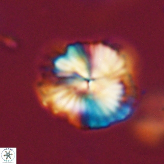 Bomolithus dydimolofous 70591