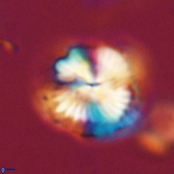 Bomolithus dydimolofous 70592