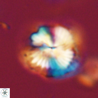 Bomolithus dydimolofous 70592
