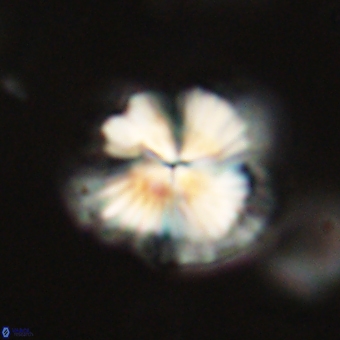 Bomolithus dydimolofous 70593