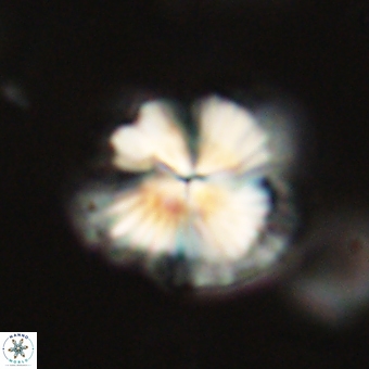 Bomolithus dydimolofous 70593