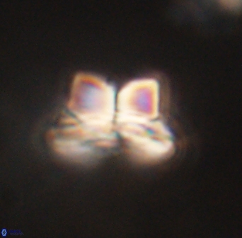 Bomolithus elegans 62318