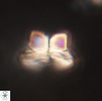 Bomolithus elegans 62318
