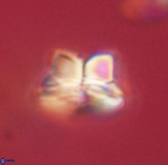 Bomolithus elegans 62319