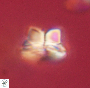 Bomolithus elegans 62319