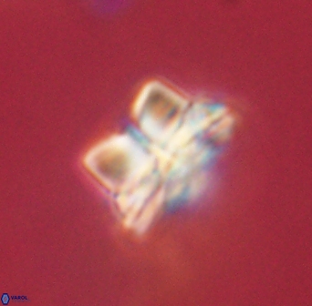 Bomolithus elegans 62320