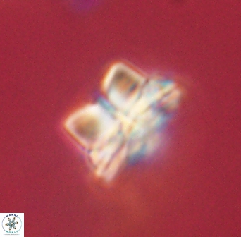 Bomolithus elegans 62320