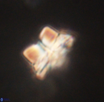 Bomolithus elegans 62321