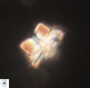 Bomolithus elegans 62321