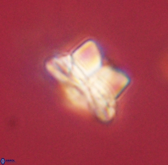 Bomolithus elegans 62324