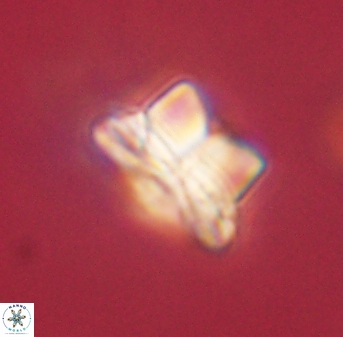 Bomolithus elegans 62324
