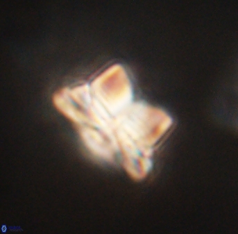 Bomolithus elegans 62325