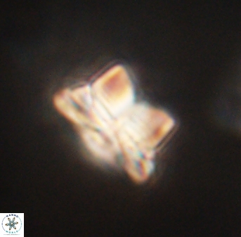 Bomolithus elegans 62325