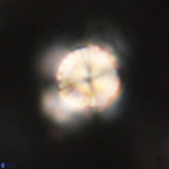 Bomolithus elegans 62330