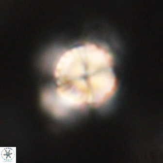 Bomolithus elegans 62330