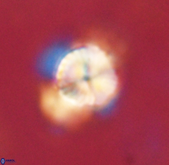 Bomolithus elegans 62331