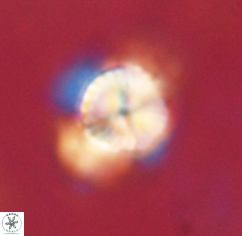 Bomolithus elegans 62331