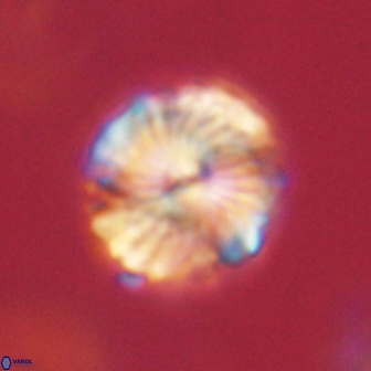 Bomolithus elegans 62332