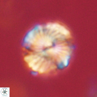 Bomolithus elegans 62332