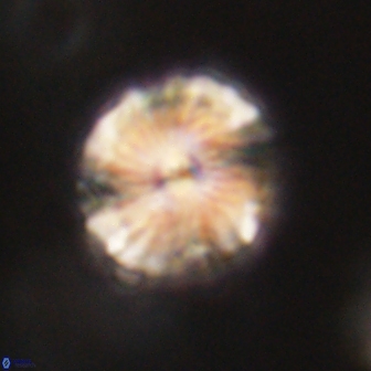 Bomolithus elegans 62333