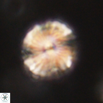 Bomolithus elegans 62333