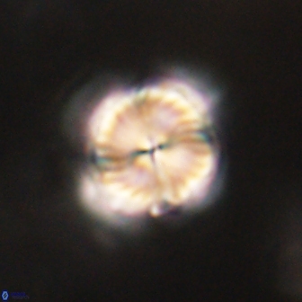 Bomolithus elegans 62334
