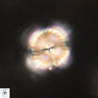 Bomolithus elegans 62334