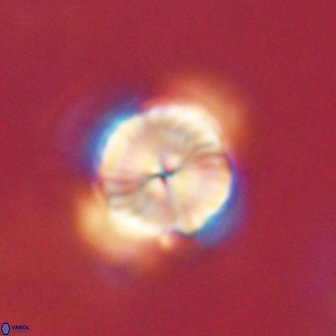 Bomolithus elegans 62335