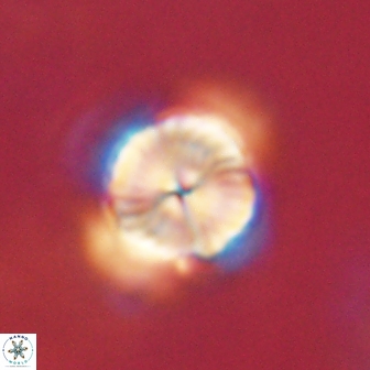 Bomolithus elegans 62335