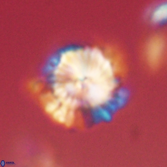 Bomolithus elegans 62336