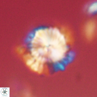 Bomolithus elegans 62336
