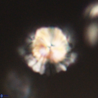 Bomolithus elegans 62337