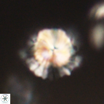Bomolithus elegans 62337