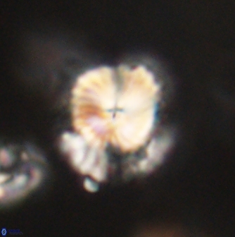 Bomolithus elegans 62338
